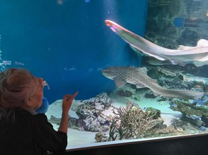 水族館　ニチイホーム千歳船橋