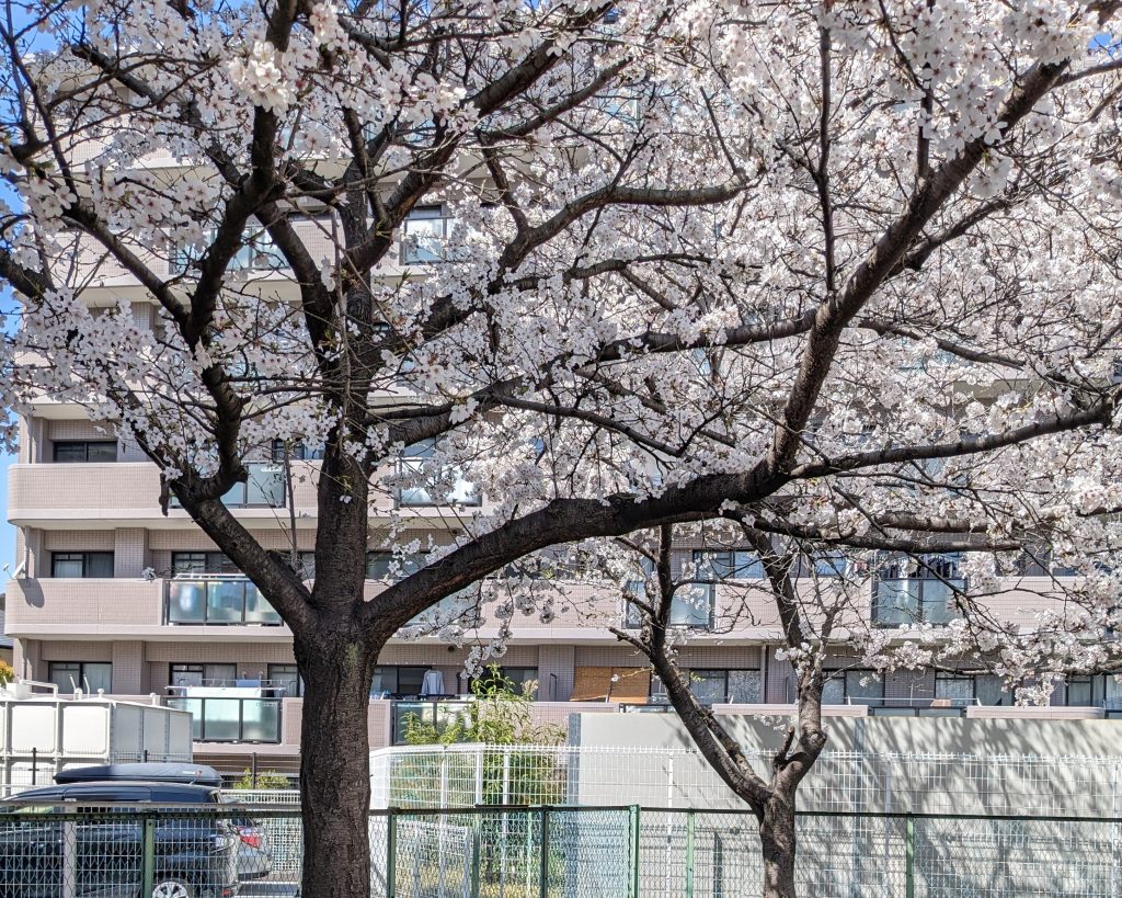 お花見、桜　ディーフェスタくずは