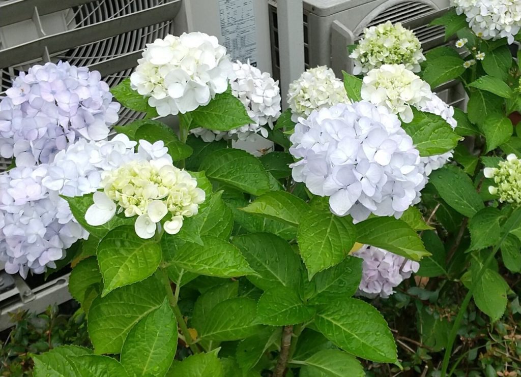 梅雨の終わりの紫陽花　ニチイメゾン東ときわ台