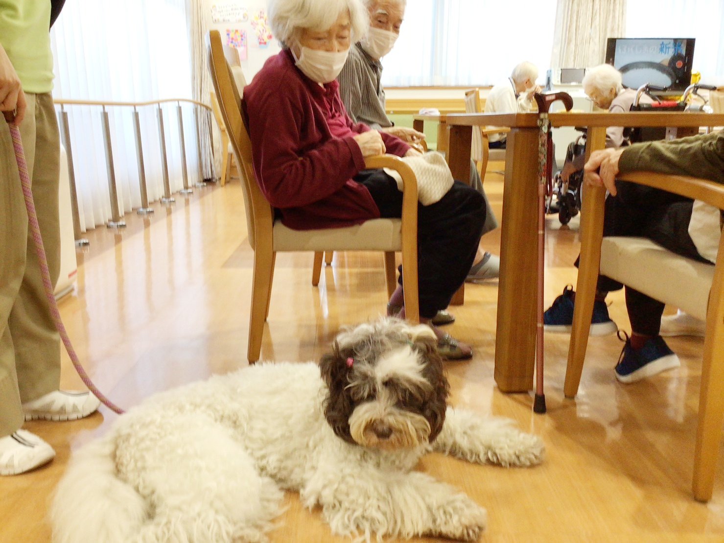 セラピー犬とのふれあい-1　ニチイホーム板橋徳丸