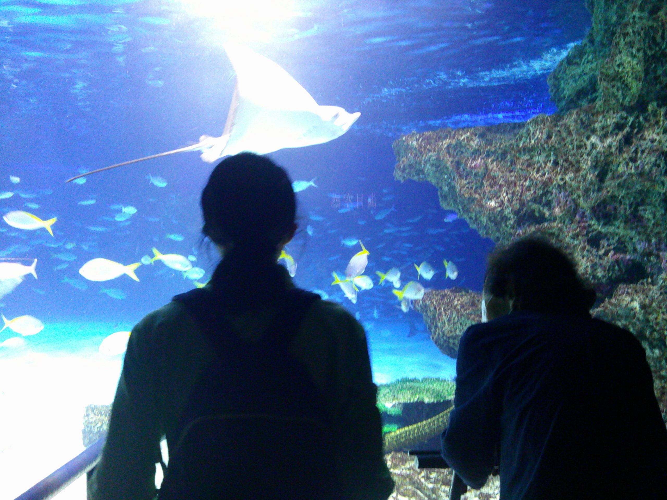 池袋の水族館へ-5　ニチイホーム大宮