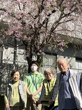 お花見　ニチイホーム王禅寺