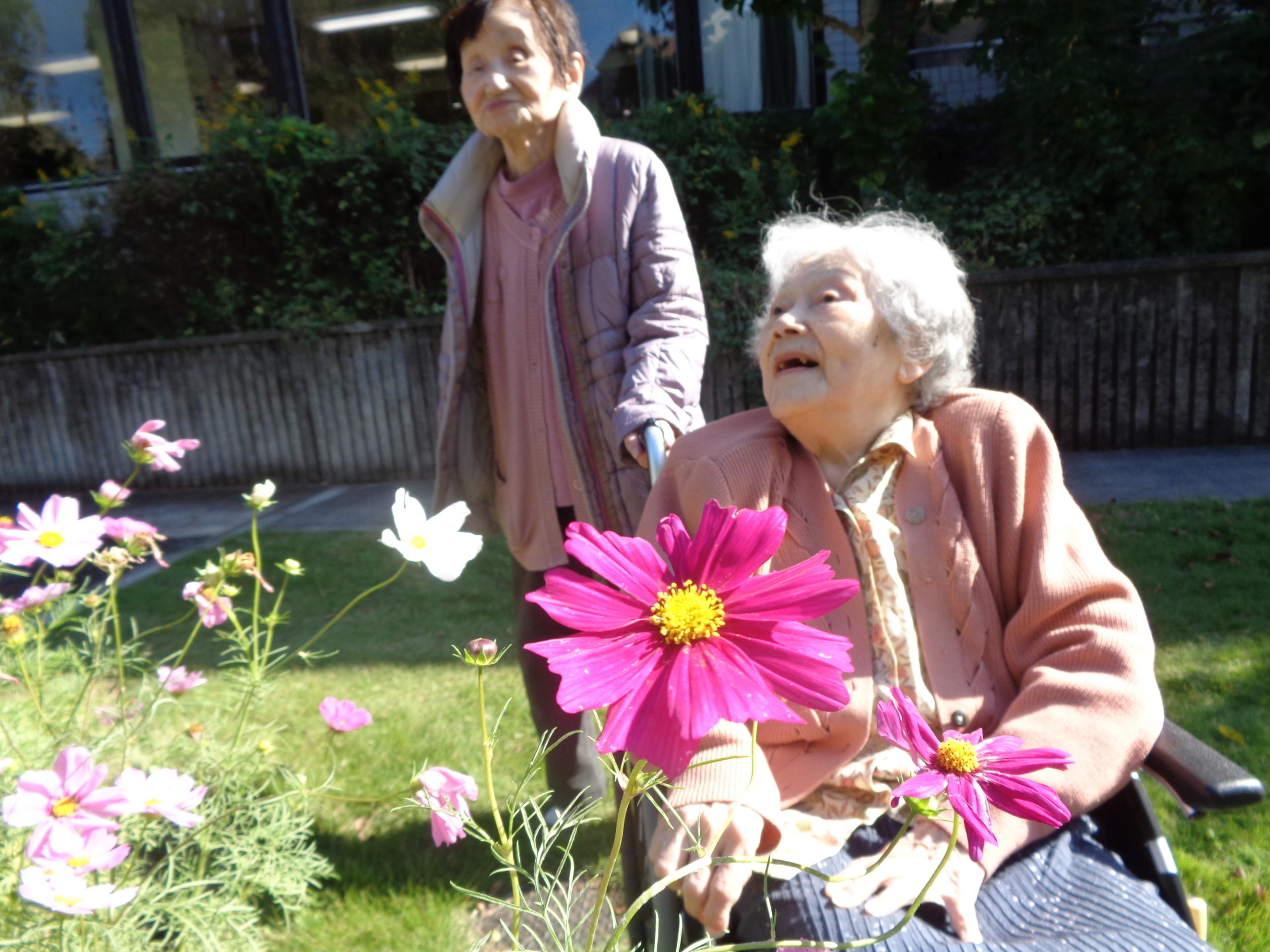 秋晴の秋桜観賞会-2　ニチイホーム王禅寺