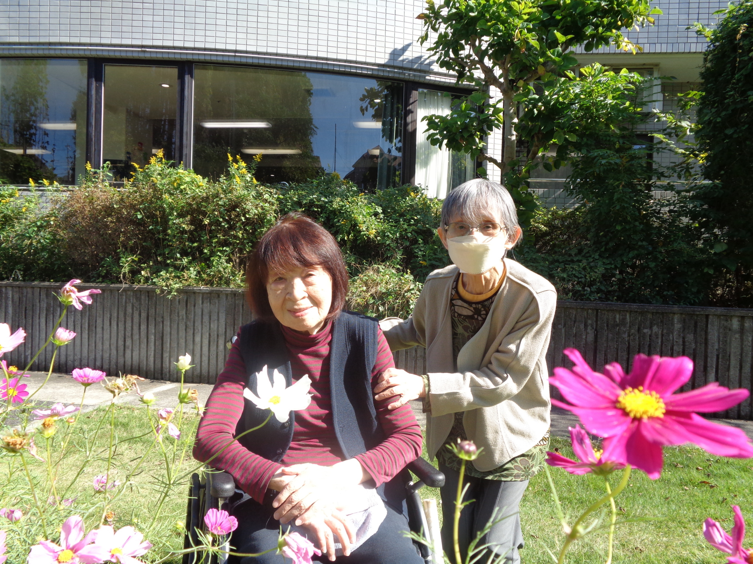 秋晴の秋桜観賞会-1　ニチイホーム王禅寺