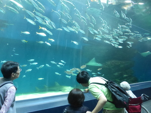 水族館　ニチイホーム用賀