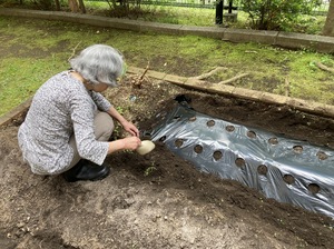 サツマイモを植えました　ニチイホームはるひ野Ⅱ番館