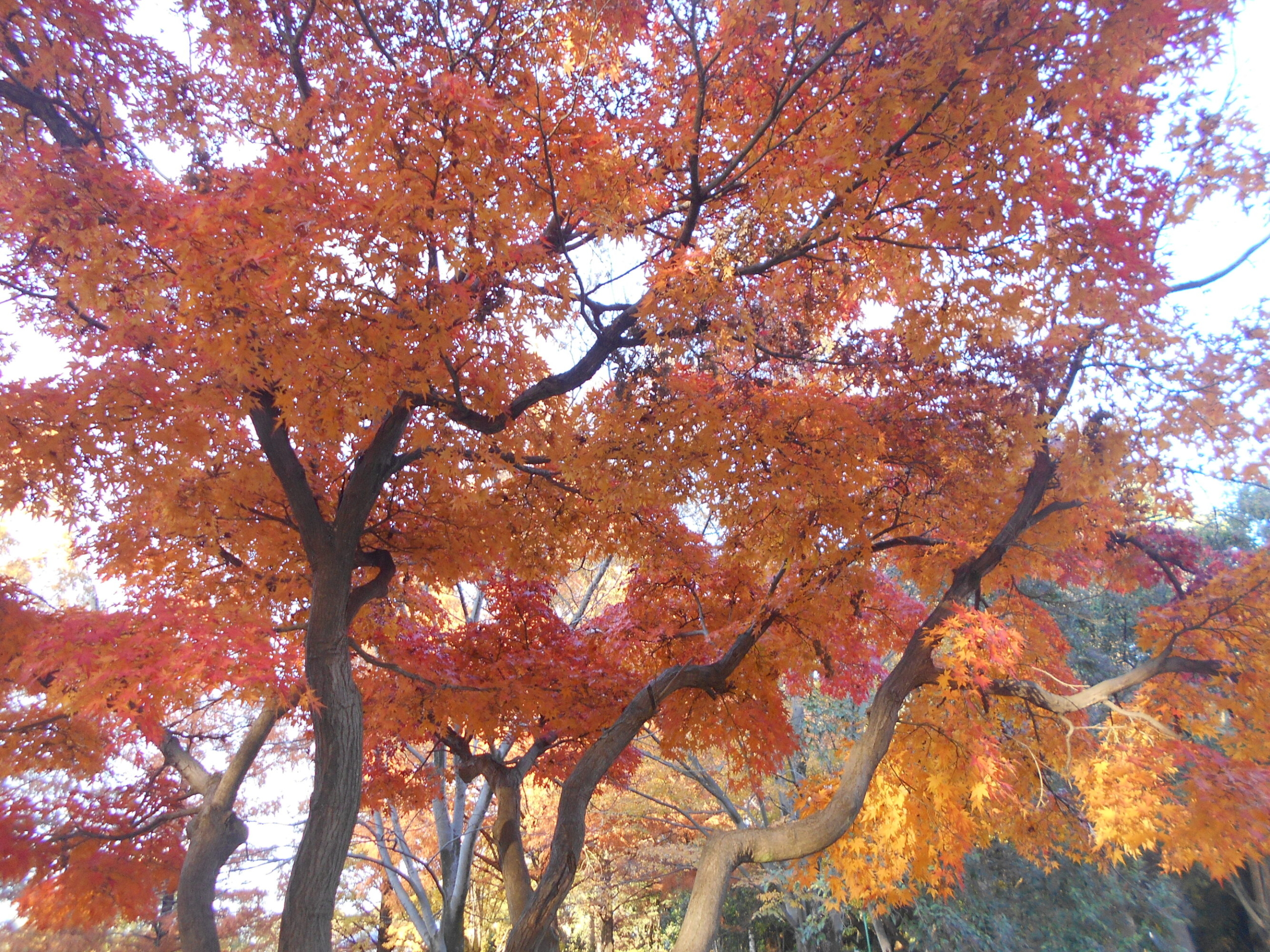 紅葉散策-3　ニチイホーム東浦和