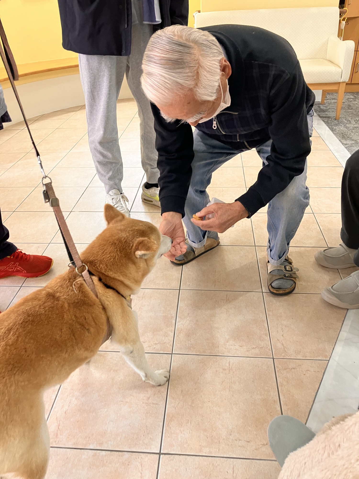 柴犬とのふれあい-1　ニチイホーム三鷹Ⅱ番館