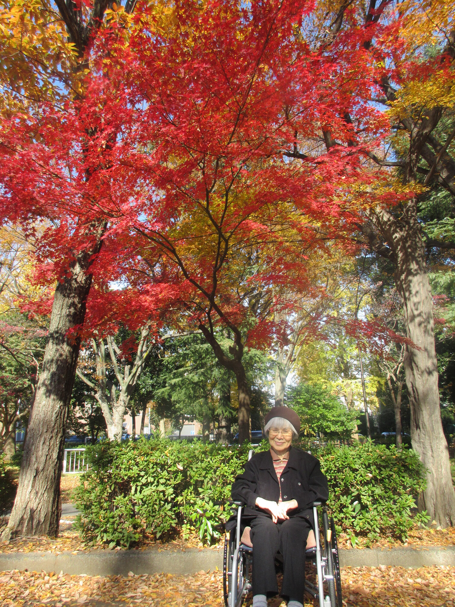 砧公園で紅葉散策-6　ニチイホーム用賀